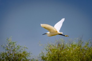 Egreta mica in zbor 